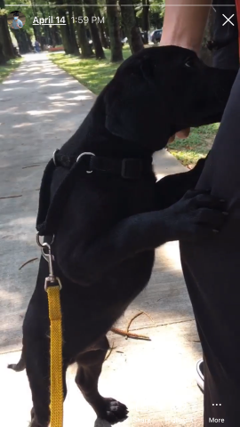 陳又羣 - 訓練海關幼犬的社會化