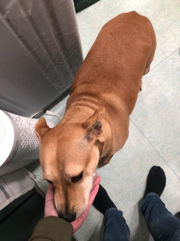 WoodyThePet - 米克斯