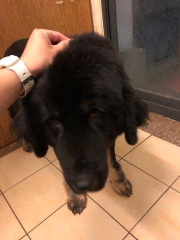 WoodyThePet - 獒犬