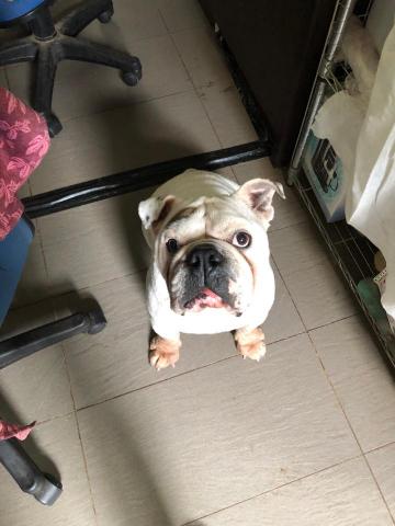 WoodyThePet - 英鬥