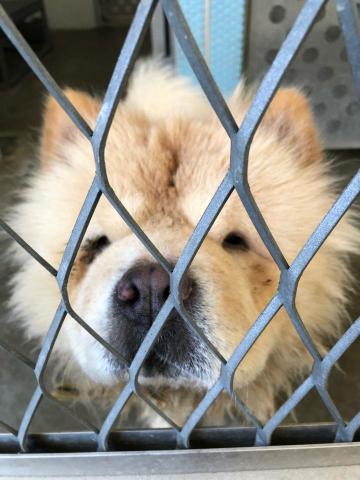 WoodyThePet - 鬆獅犬