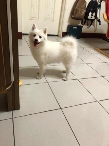 WoodyThePet - 狐狸犬