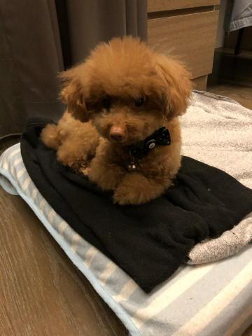 WoodyThePet - 貴賓