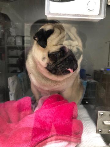 WoodyThePet - 巴哥