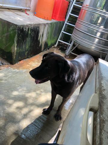 WoodyThePet - 高山犬