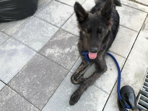 WoodyThePet - 米克斯