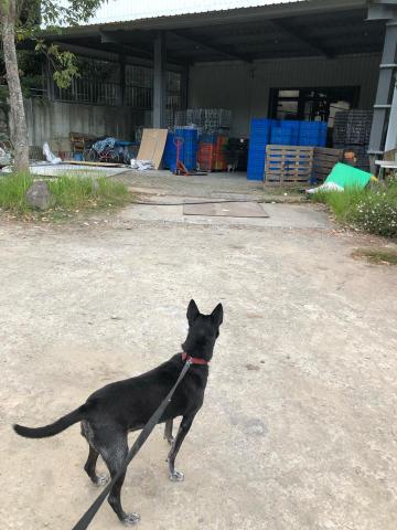 WoodyThePet - 米克斯