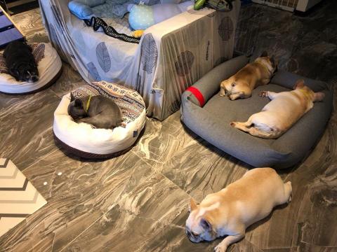 WoodyThePet - 法鬥