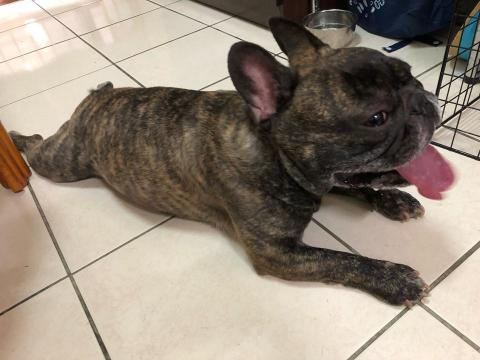 WoodyThePet - 法鬥