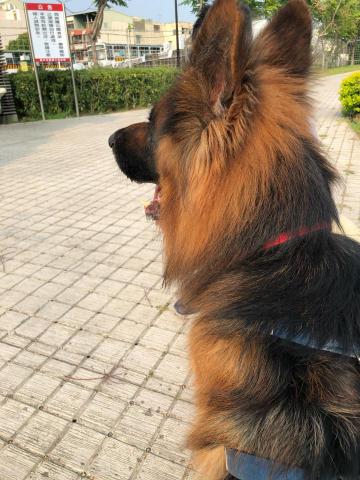 WoodyThePet - 狼犬