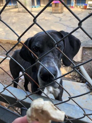 WoodyThePet - 米克斯