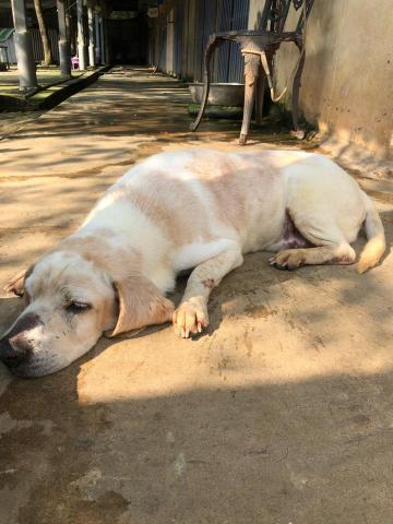 WoodyThePet - 米格魯