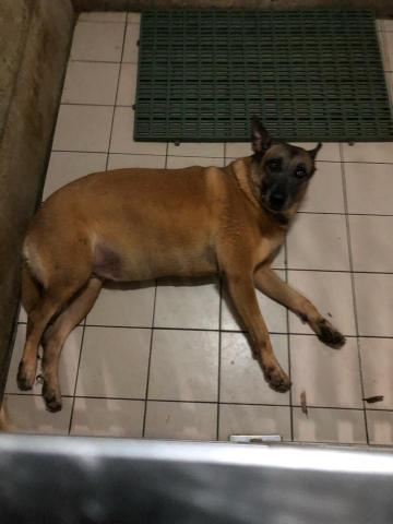 WoodyThePet - 混牧羊犬