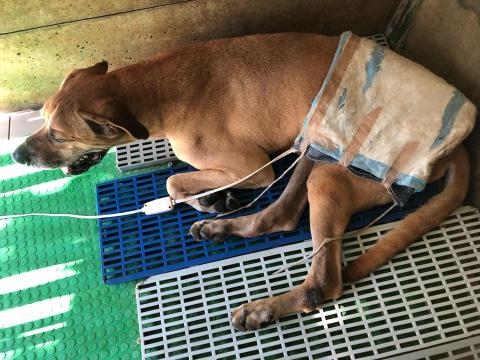 WoodyThePet - 高山犬