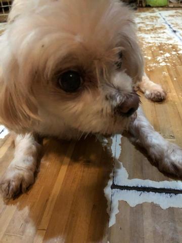 WoodyThePet - 馬爾濟斯