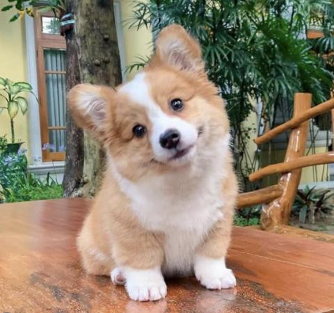 提供Word Excel服務的專家Amanda Chang