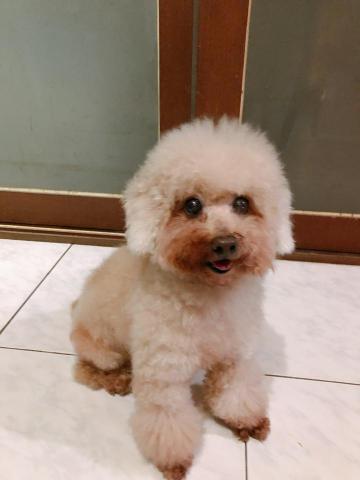 郭芷含 - 我家狗狗