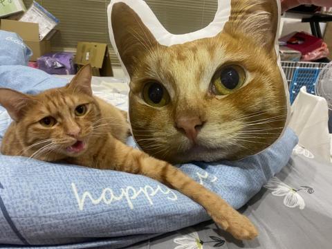 賴祖兒 - 製作客製化抱枕。