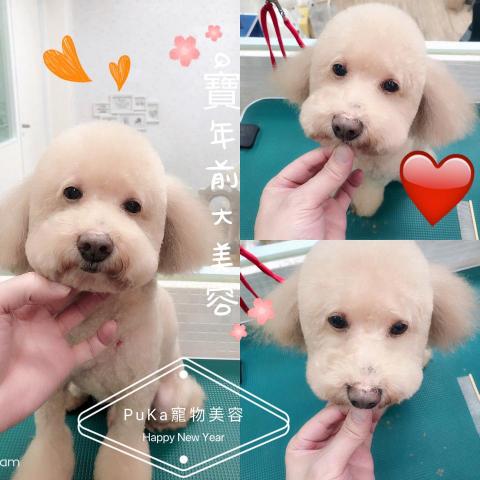 黃進楷 - 呆萌的年前3連拍