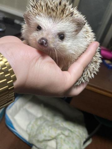 張瑀庭 - 也有接刺蝟寄宿呦～