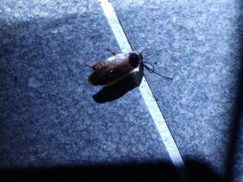 驅蟲氏除蟲消毒工作室 - 潛伏蟑螂防治