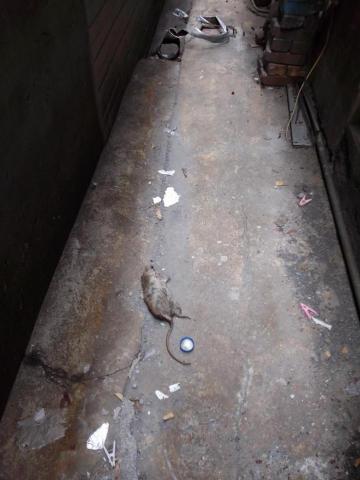 驅蟲氏除蟲消毒工作室 - 收鼠屍服務 