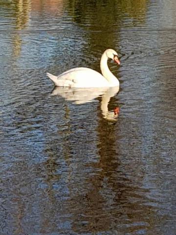 唐乾耀 - 野生天鵝