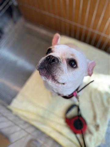 小羽輔導老師🧸 - 我養的狗狗露露醬～