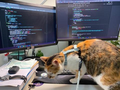 劉彥汝 - 程式與貓