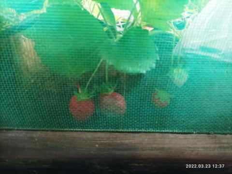 吳正宏 - 窗外的草苺