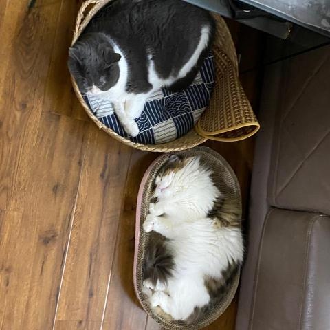 提供寄養服務的專家尤乃妍