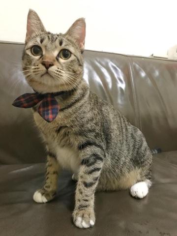 吳若瑋 - 我家的貓咪