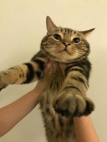 吳若瑋 - 我家的貓咪