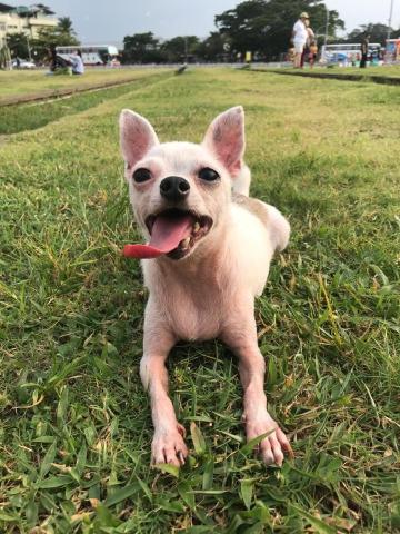 吳若瑋 - 我家的狗狗