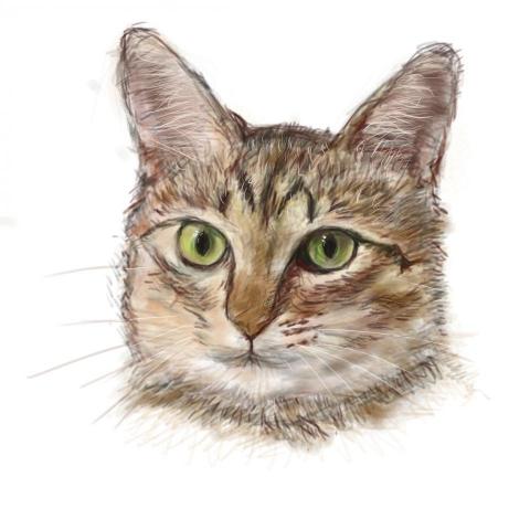 陳彥彬 - 貓的電腦插畫