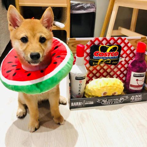 提供寄養狗服務的專家Sunny