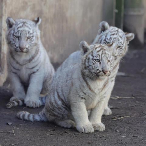 提供韓文服務的專家徐采靖