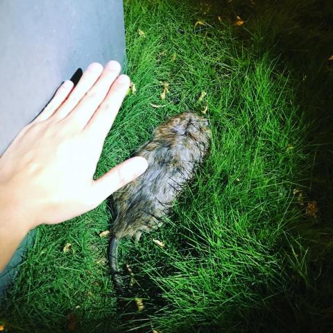 Ho消毒有限公司 - 