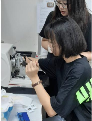 Vivian Chang - 在實驗室中進行脂肪肝H&E staining