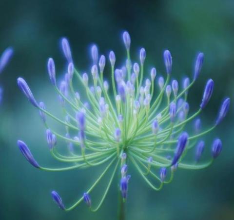 花的瑜珈/ 保羅 - 花光瑜伽