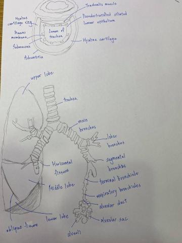 Jerry 理科、英文家教 - 大學生理學