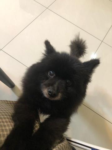 淡水狗狗寄養 - 