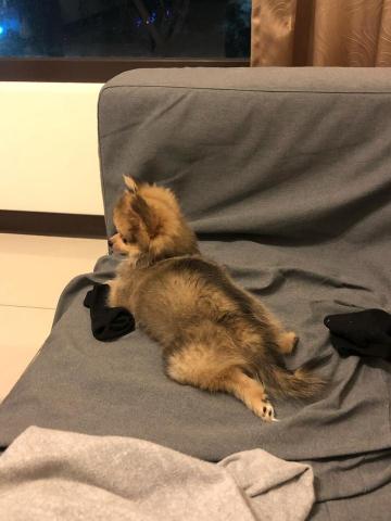 淡水狗狗寄養 - 幫朋友帶的狗狗