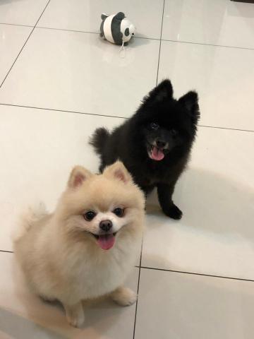 淡水狗狗寄養 - 