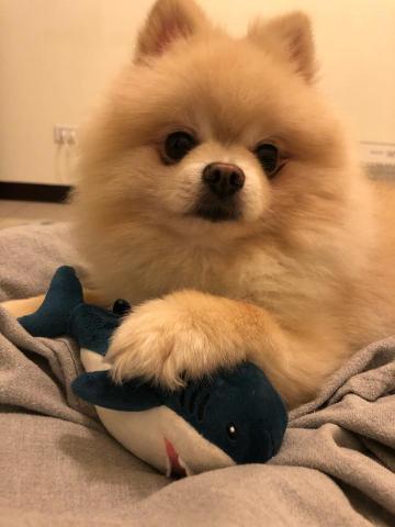 淡水狗狗寄養 - 自己家裡本身有養兩隻博美