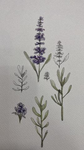 維維老師｜全職家教 - 水彩