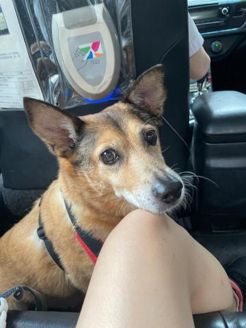 袁葛琳 - 接送陪同