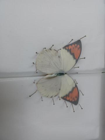 吳珮榆（臺灣大學） - 與學生一起做標本