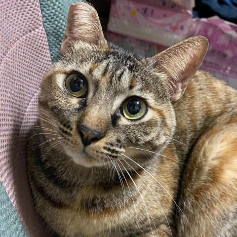 提供led燈串服務的專家許嘉峻