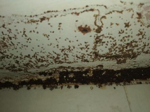 嘉澤滅鼠封堵防治工程 - 白蟻 嘉澤滅鼠封堵防治工程 - 白蟻